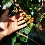 L’esperto ci racconta le 10 curiosità legate al caffè