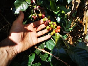 10 curiosità legate al caffè michele sergio